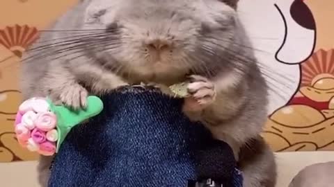 The cute Totoro and his friend😀#totoro #asmr
