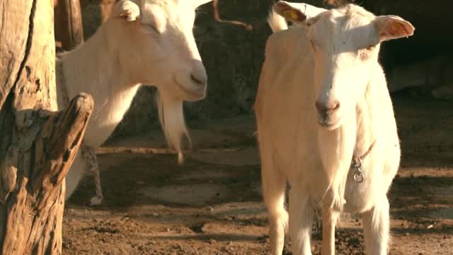 Indian goats