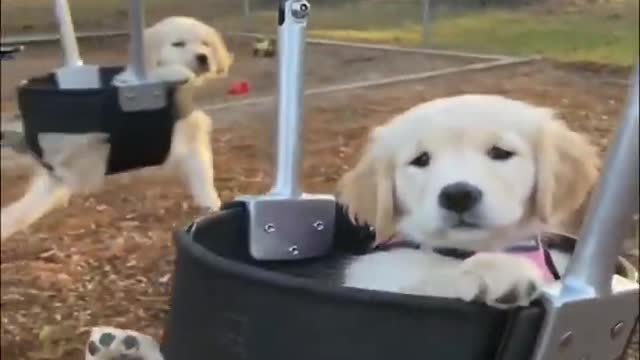 funny animal,cute dog,funny animals,funny animal videos,cute dogs,