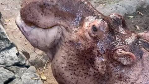 Hippo Eating Vegetables