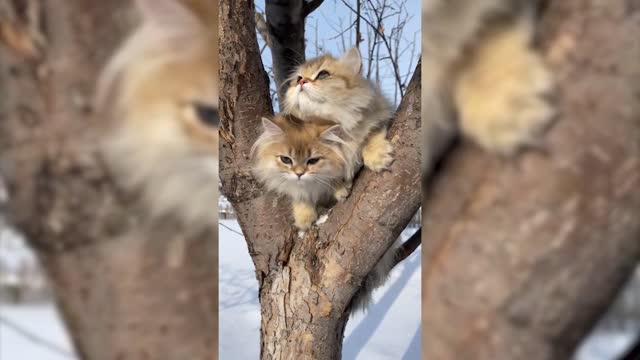 kittens in winter