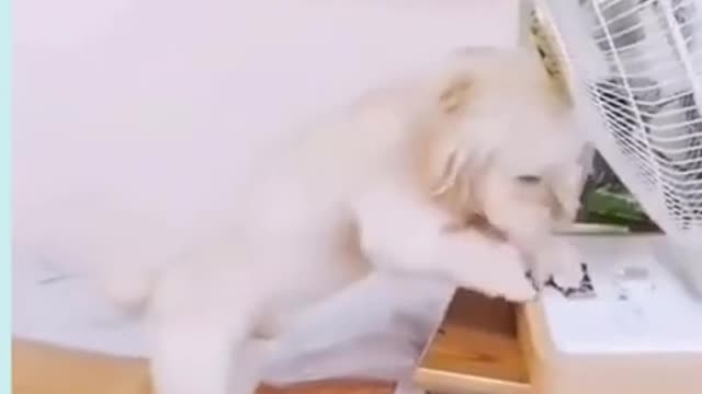 Smart Dog Going To Sleep! Funny Dog Videos