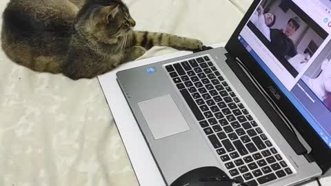 the cat watches and studies kung fu 🤼🥷🤸