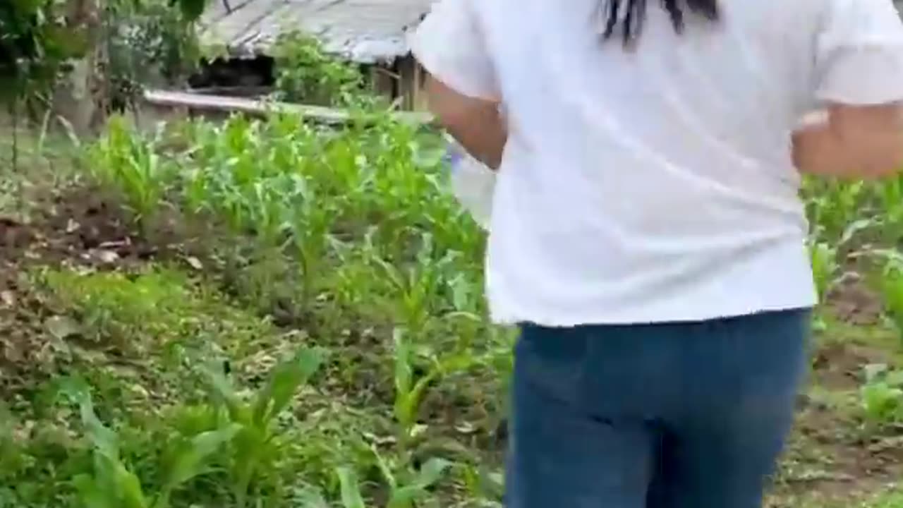 A story of watermelon #shorts #funnyvideo #comedy