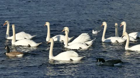 Geese swim in the sea