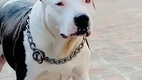 pitbull video # pitbull dog