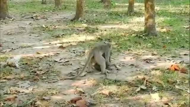 monkey funny video