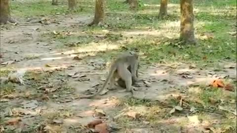 monkey funny video