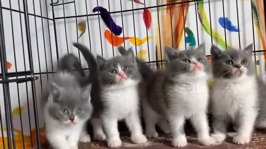 I thought I had a group of cats but then I found out I had an extra group of family members.