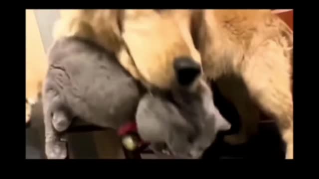 Dog cat fights funny short video