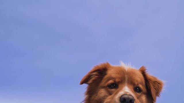 Baby Dogs - Cute and Funny Dog Videos Compilation #8