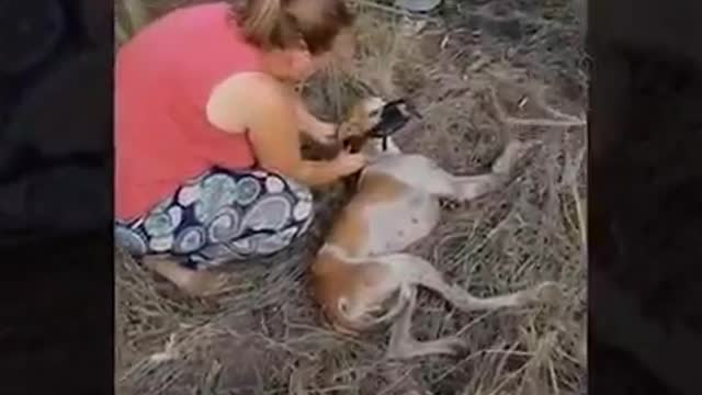 Esse pobre cachorro estava jogado no chão sem poder se mexer. Algo terrível tinha acontecido com ele