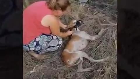 Esse pobre cachorro estava jogado no chão sem poder se mexer. Algo terrível tinha acontecido com ele