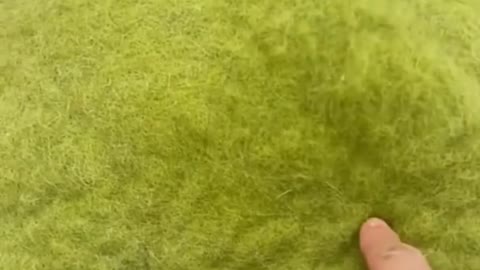 Anmol funny video dogs popular cat video English how to you cat