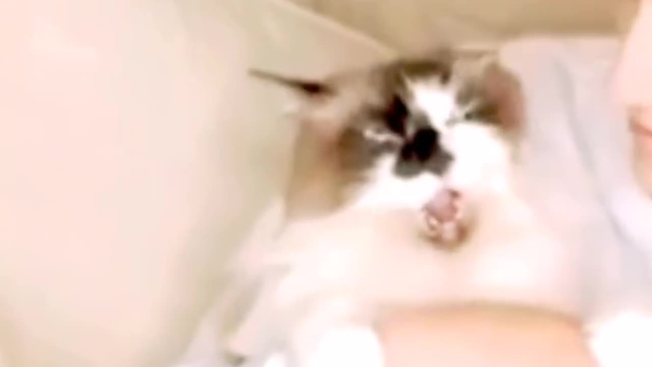 Funniest Animals New Funny Cats and Dogs Videos 2024 66