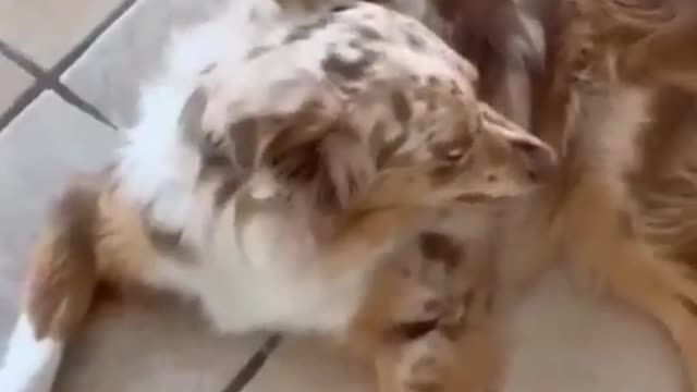 Its dog when it smells of lemons it runs away