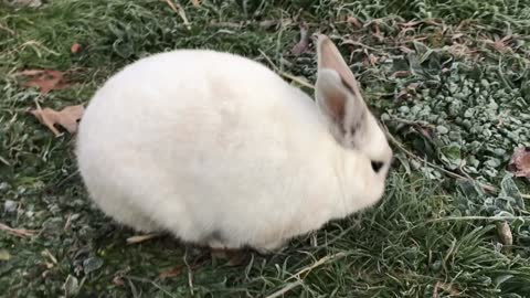 White bunny