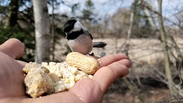 Great Shot Of Feeding Bird