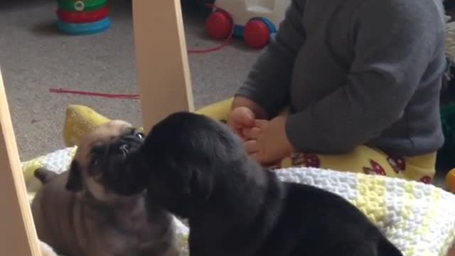 Cute baby and funny dog videos