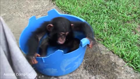 Cuddly Baby Chimpanzees - Cutest Compilation