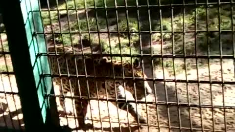 Jaguar at Cascavel Brazil Zoo.