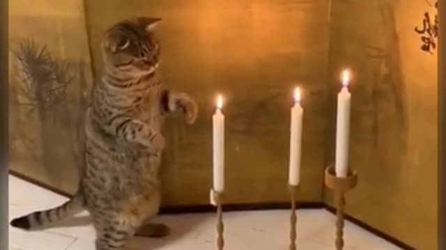 Cute Kitten Plays with Candle Lights