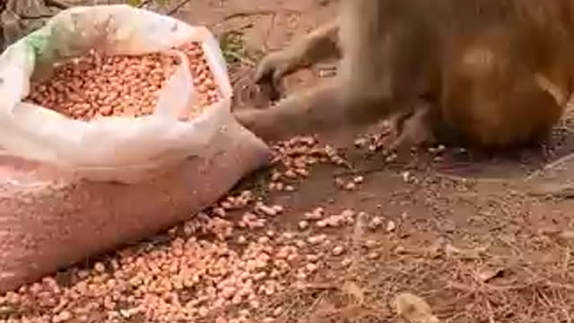 Funny monkey playing