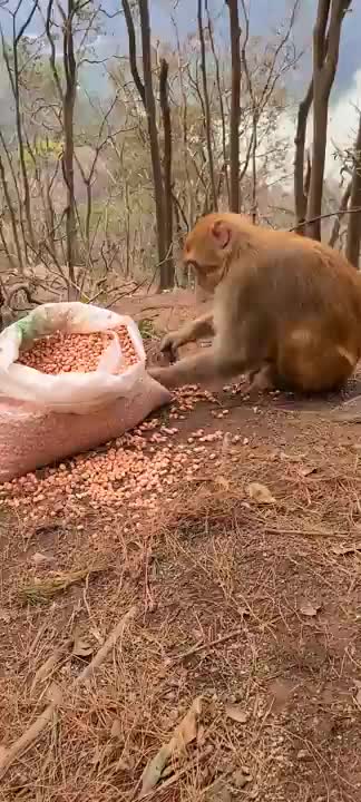 Funny monkey playing