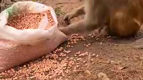 Funny monkey playing