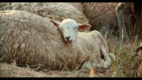 A little funny sheep sleeps and chews food at her mother's side. Sleepy