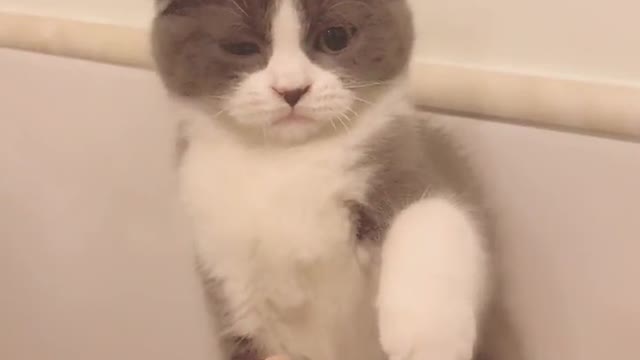 Daily play with kittens