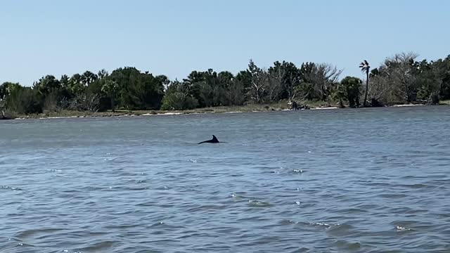 Dolphin swimming up the River (Palm Coast, Florida)