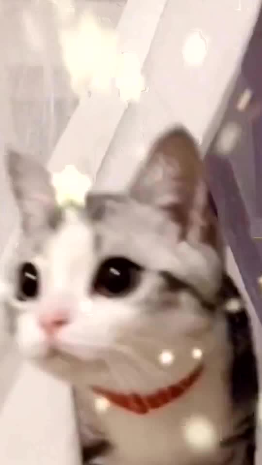 I’m watching you.🐱❤️🥰