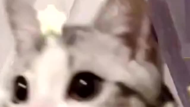 I’m watching you.🐱❤️🥰