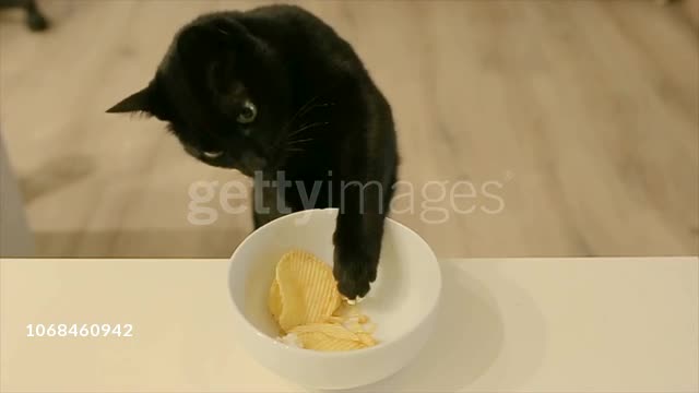 The cat steals chips from the table