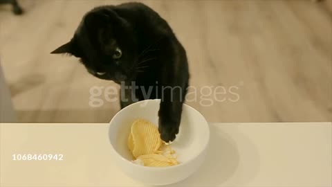 The cat steals chips from the table