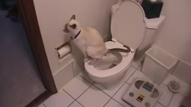 Cat using toilet & toilet paper