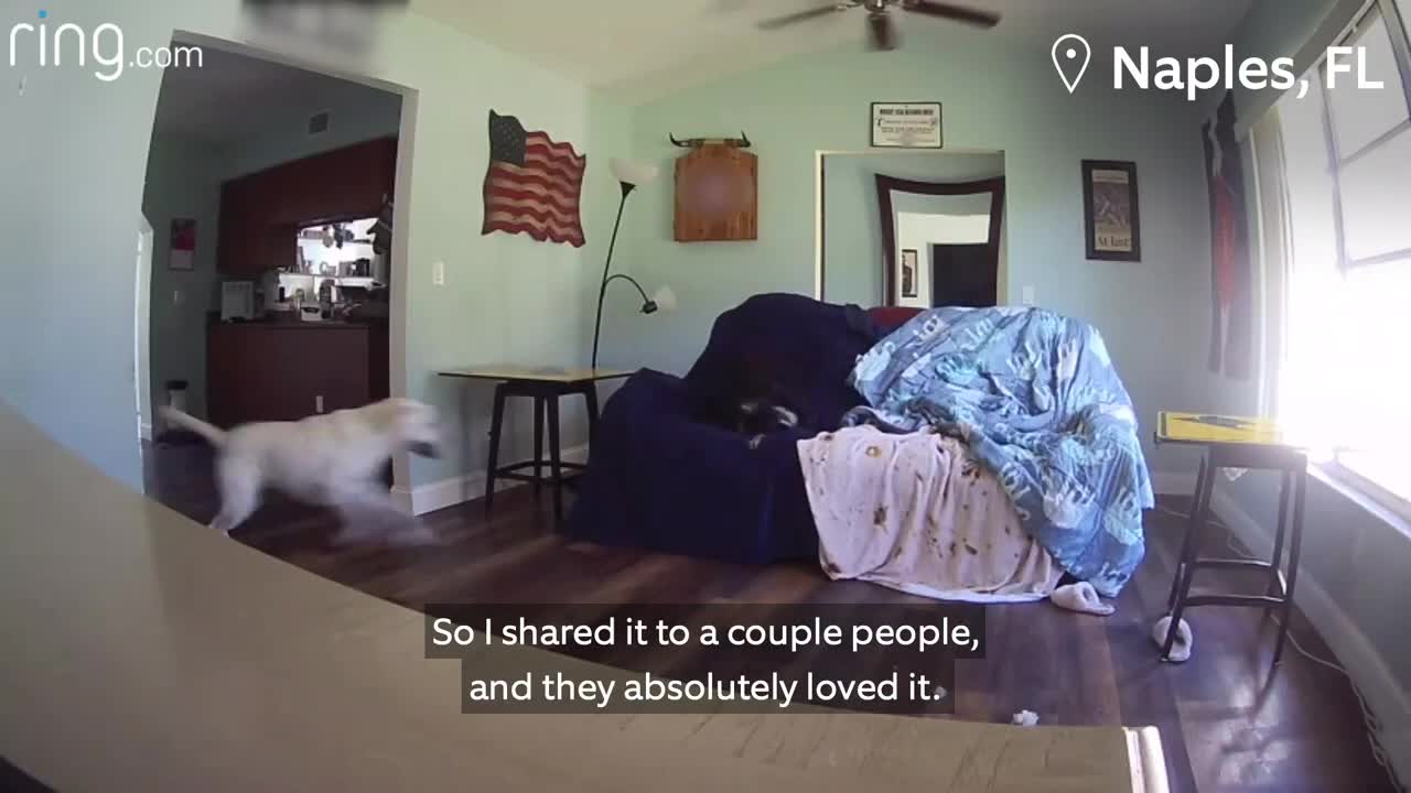 Party Dogs Ruff House & Big Dog Gets Love From Her Owners Via Ring Indoor Cam _ Neighborhood Stories