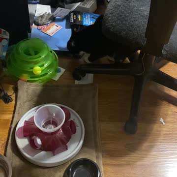 Shemp finishing off a steak