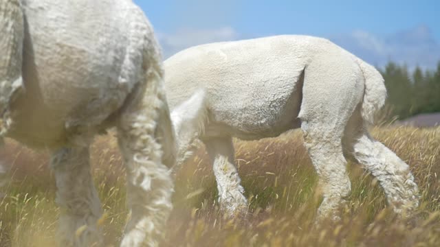 White Alpaca Walking in a Meadow