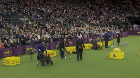 WKC Dog Show! King wins at 2019 Best in Show!