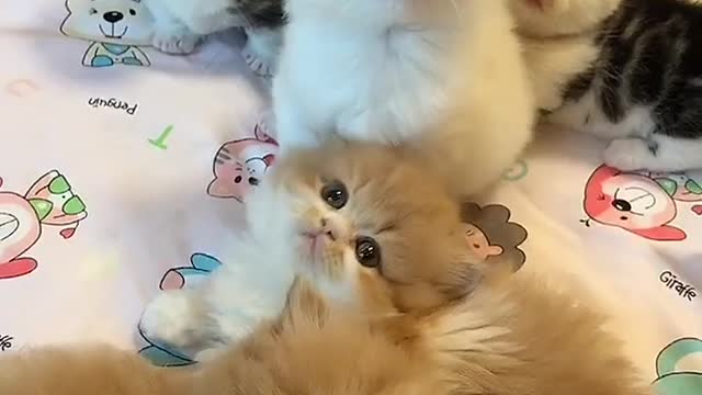 Cute mischievous cats Part 5
