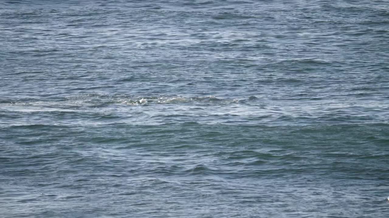 Adventurous Dolphin Bumps Into Stand-Up Paddle Boarder Just For Fun