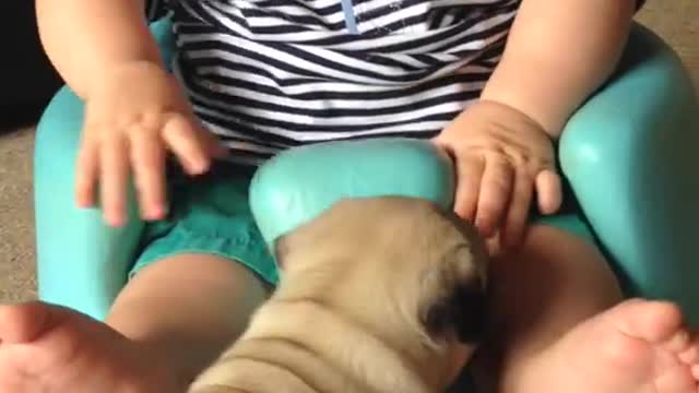 Baby Louie & Pug Puppies.