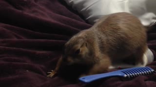 Silly prairie dog helps owner make the bed