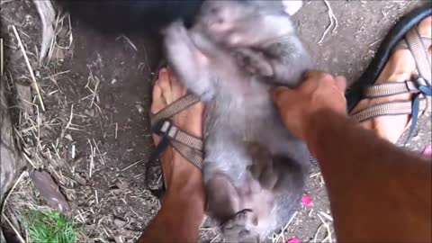 Furry Wombats Rolling Over - FUNNIEST Compilation