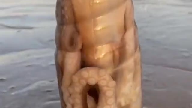 See Huge octopus fit in a bottle 🐙 😨😨