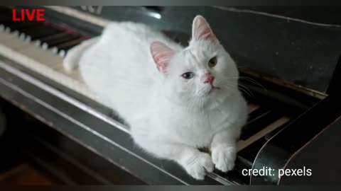 The Rise of Cute cat animal