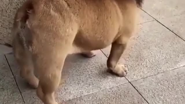 Funniest animal Real videos 😂😂