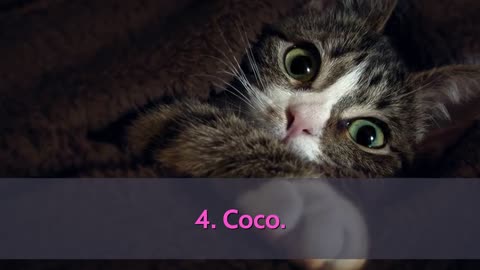 🐈 Cutest Cat Names - TOP 10 Cutest Cat Names For Male & Female!